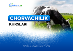 Chorvachilik
