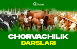 Chorvachilik